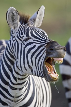 Framed Close-up of a zebra calling, Ngorongoro Crater, Ngorongoro Conservation Area, Tanzania Print