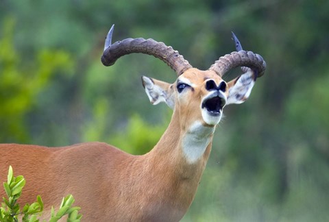 Framed Close-up of an impala (Aepyceros melampus) Print