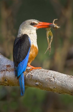 Framed Side profile of a bird with a frog in its beak, Lake Manyara National Park, Tanzania Print