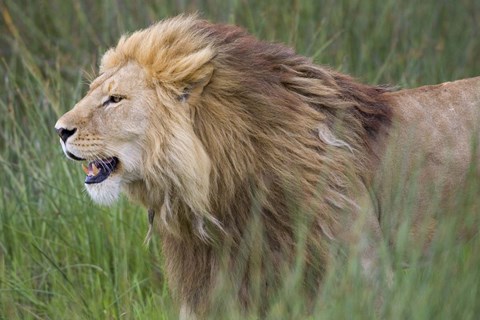 Framed Side profile of a lion in a forest, Ngorongoro Conservation Area, Tanzania (panthera leo) Print