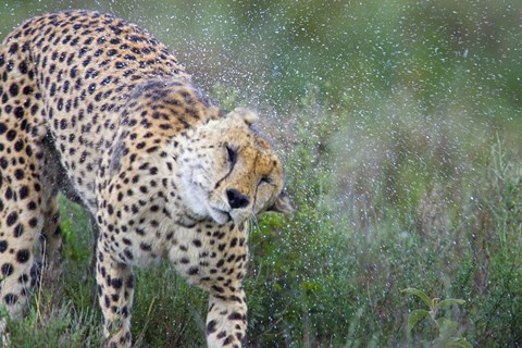 Framed Cheetah shaking off water from its body, Ngorongoro Conservation Area, Tanzania (Acinonyx jubatus) Print