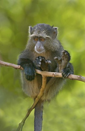 Framed Blue monkey, Lake Manyara, Arusha Region, Tanzania Print