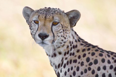 Framed Close-up of a cheetah, Ngorongoro Conservation Area, Arusha Region, Tanzania (Acinonyx jubatus) Print