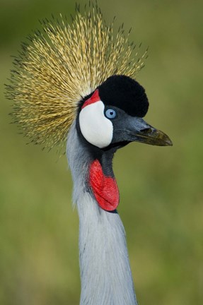 Framed Close-up of a Grey Crowned crane, Ngorongoro Conservation Area, Arusha Region, Tanzania (Balearica regulorum) Print