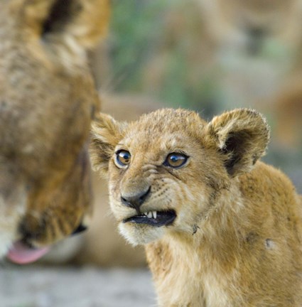 Framed Close-up of a lion cub, Ngorongoro Conservation Area, Arusha Region, Tanzania (Panthera leo) Print