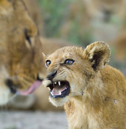 Framed Lion Cub and Mother, Ngorongoro Conservation Area, Arusha Region, Tanzania (Panthera leo) Print