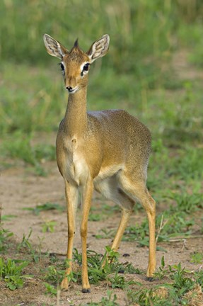 Framed Kirk&#39;s dik-dik, Tarangire National Park, Arusha Region, Tanzania Print