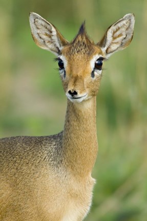 Framed Close-up of a Kirk&#39;s dik-dik, Tarangire National Park, Arusha Region, Tanzania (Madoqua kirkii) Print