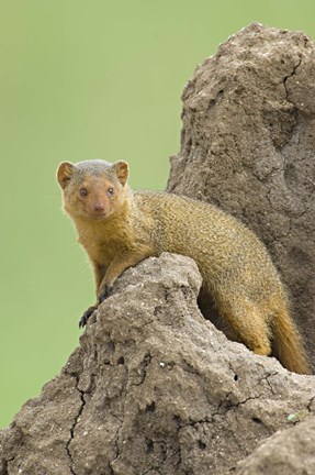 Framed Side profile of a Dwarf mongoose, Tarangire National Park, Arusha Region, Tanzania (Helogale parvula) Print
