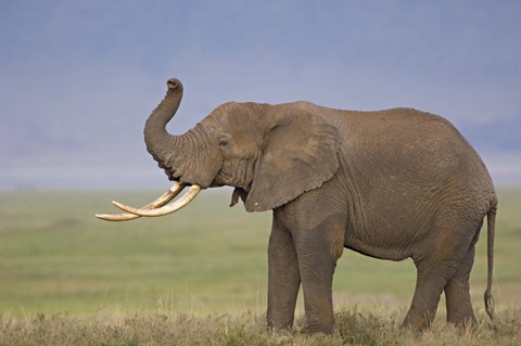 Framed Side profile of an African elephant standing in a field, Ngorongoro Crater, Arusha Region, Tanzania (Loxodonta africana) Print