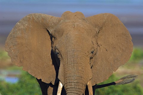 Framed Close-up of an African elephant, Lake Manyara, Arusha Region, Tanzania (Loxodonta Africana) Print