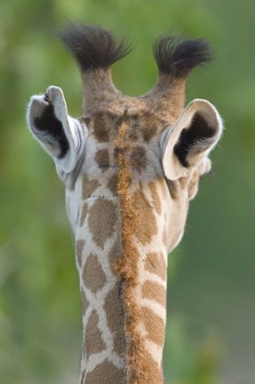 Framed Close-up of a Masai giraffe, Lake Manyara, Arusha Region, Tanzania (Giraffa camelopardalis tippelskirchi) Print