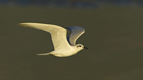 Framed Close-up of a Gull-billed tern, Ngorongoro Crater, Arusha Region, Tanzania (Sterna nilotica) Print