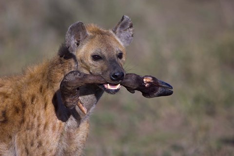 Framed Close-up of a hyena holding a wildebeest&#39;s leg, Ngorongoro Conservation Area, Arusha Region, Tanzania Print