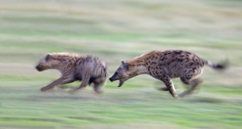Framed Two hyenas running in a field, Ngorongoro Crater, Arusha Region, Tanzania Print
