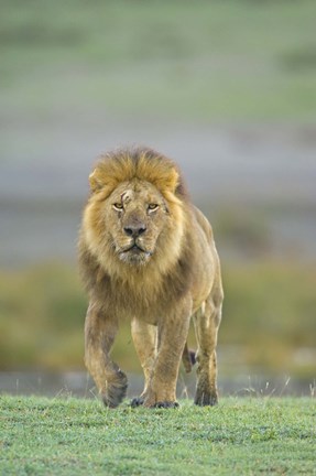 Framed Portrait of a Lion walking in a field, Ngorongoro Conservation Area, Arusha Region, Tanzania (Panthera leo) Print