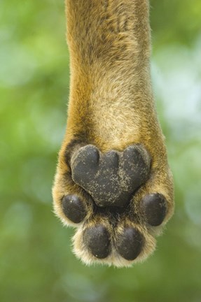 Framed Close-up of a lion's paw, Lake Manyara, Arusha Region, Tanzania (Panthera leo) Print