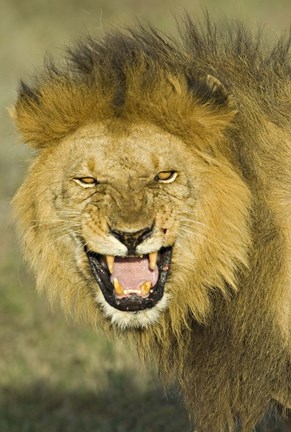 Framed Close-up of a lion roaring, Ngorongoro Conservation Area, Arusha Region, Tanzania (Panthera leo) Print