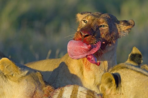 Framed Close-up of a lioness eating a zebra liver, Ngorongoro Conservation Area, Arusha Region, Tanzania (Panthera leo) Print