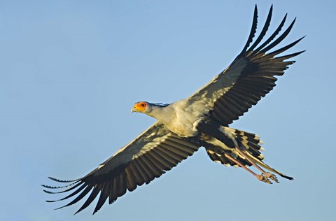 Framed Low angle view of a Secretary bird flying, Ngorongoro Conservation Area, Arusha Region, Tanzania (Sagittarius serpentarius) Print