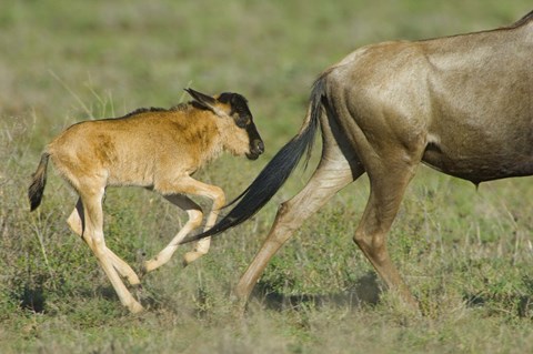 Framed Side profile of a wildebeest and its calf running in a field, Ngorongoro Conservation Area, Arusha Region, Tanzania Print