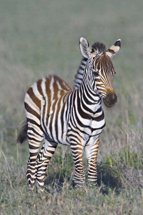 Framed Young zebra standing in a field Print