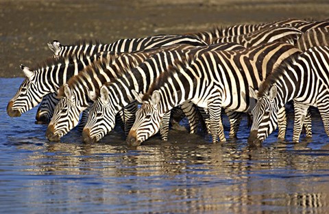 Framed Herd of zebras drinking water, Ngorongoro Conservation Area, Arusha Region, Tanzania (Equus burchelli chapmani) Print