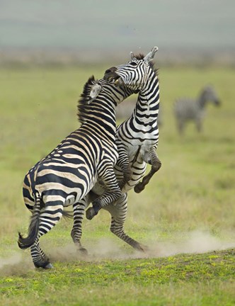 Framed Two zebras fighting in a field, Ngorongoro Conservation Area, Arusha Region, Tanzania (Equus burchelli chapmani) Print