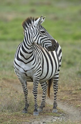 Framed Zebra standing in a field, Ngorongoro Conservation Area, Arusha Region, Tanzania (Equus burchelli chapmani) Print