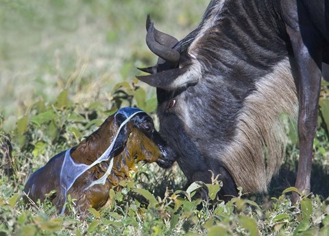 Framed Wildebeest with its newborn calf lying on a field, Ngorongoro Conservation Area, Arusha Region, Tanzania Print