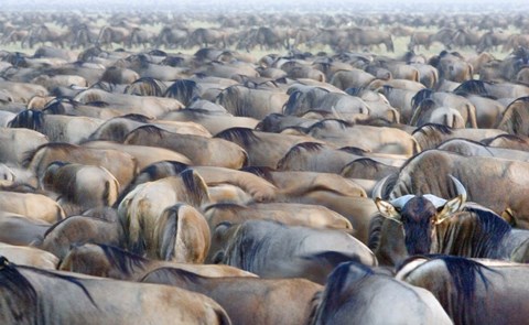 Framed Herd of wildebeests in a field, Ngorongoro Conservation Area, Arusha Region, Tanzania Print