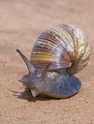 Framed Close-up of a Giant African land snail, Tarangire National Park, Arusha Region, Tanzania (Lissachatina fulica) Print