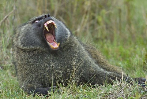 Framed Close-up of an Olive baboon yawning, Lake Nakuru, Kenya (Papio anubis) Print