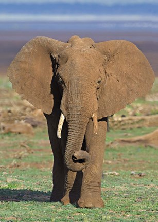 Framed Close-up of an African elephant walking in a field, Lake Manyara, Arusha Region, Tanzania (Loxodonta Africana) Print