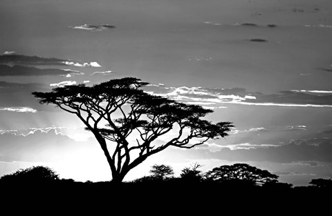 Framed Silhouette of Trees in Black and White, Ngorongoro Conservation Area, Arusha Region, Tanzania Print