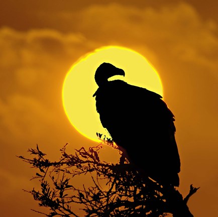 Framed Silhouette of a vulture perching on a branch, Masai Mara National Reserve, Kenya Print