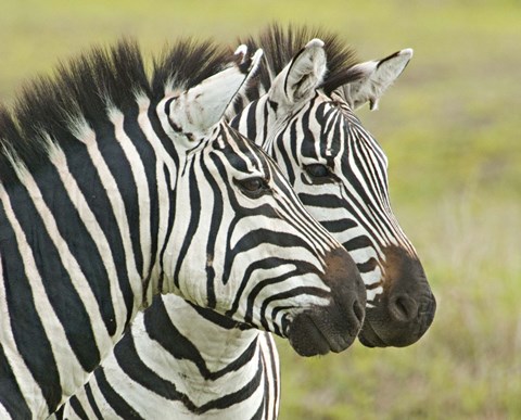 Framed Close-up of two zebras, Ngorongoro Conservation Area, Arusha Region, Tanzania (Equus burchelli chapmani) Print
