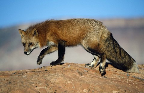 Framed Red Fox On Hilltop Print