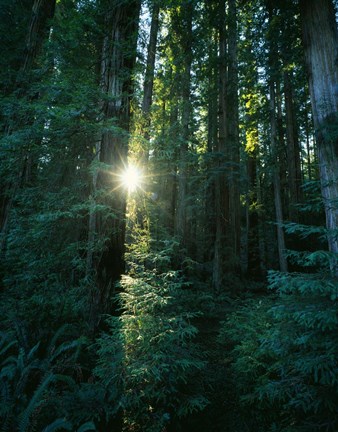 Framed Low angle view of sunstar through redwood trees, Jedediah Smith Redwoods State Park, California, USA. Print