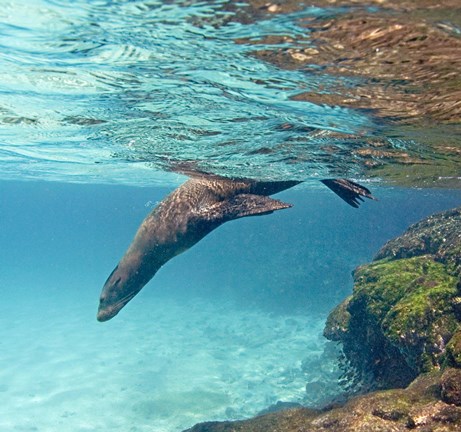 Framed Galapagos sea lion (Zalophus wollebaeki) swimming underwater, Galapagos Islands, Ecuador Print