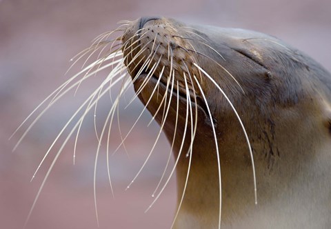 Framed Close-up of a Galapagos Sea Lion, Galapagos Islands, Ecuador Print
