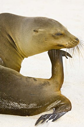 Framed Galapagos Sea Lion (Zalophus wollebaeki), Galapagos Islands, Ecuador Print
