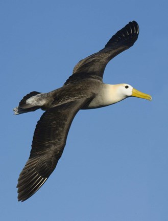 Framed Waved albatross (Diomedea irrorata) flying in the sky, Galapagos Islands, Ecuador Print
