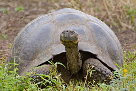 Framed Close-up of a Galapagos Giant tortoise (Geochelone elephantopus), Galapagos Islands, Ecuador Print