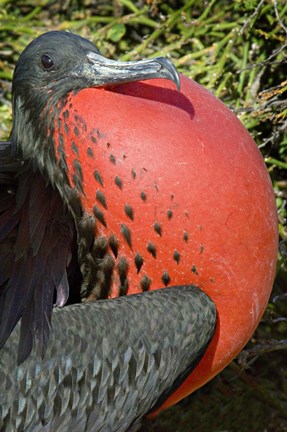 Framed Close-up of a Magnificent Frigatebird (Fregata magnificens), Galapagos Islands, Ecuador Print