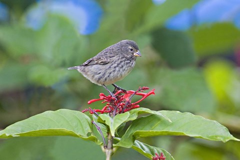 Framed Close-up of a Small Ground-finch (Geospiza fuliginosa) perching on a plant, Galapagos Islands, Ecuador Print