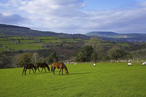 Framed Horses and Sheep in the Barrow Valley, Near St Mullins, County Carlow, Ireland Print