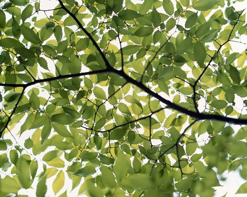 Framed Backlit green tree branch Print