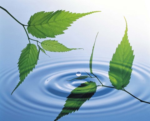 Framed Two branches with green leaves floating above blue water ripples Print