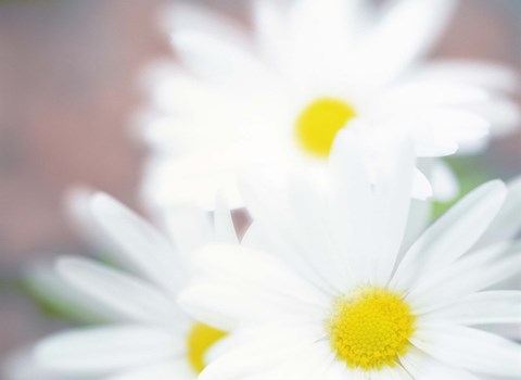 Framed Close up of daisies with purple background Print